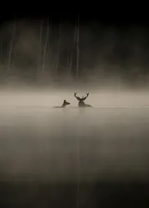 Ciné forêt Le chant des forêts