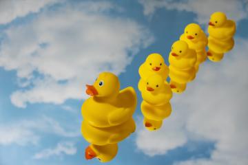 Lâcher de canards