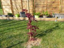 plante